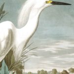 Top egret wallpaper Download