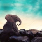 Top elephant background pictures 4k Download