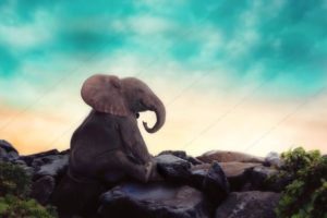 Top elephant background pictures 4k Download