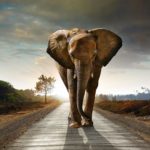 Download elephant background pictures HD