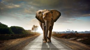 Download elephant background pictures HD