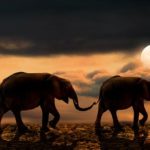 Download elephant background pictures HD