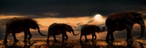 Download elephant background pictures HD