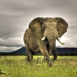 Top elephant background pictures free Download