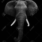 Download elephant background pictures HD