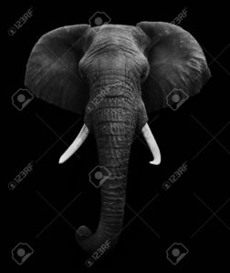 Download elephant background pictures HD