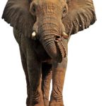 Top elephant background pictures HD Download