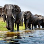 Download elephant background pictures HD