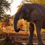 Top elephant background pictures Download