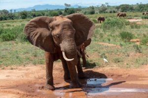 Top elephant background pictures Download