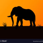 Top elephant background pictures HD Download