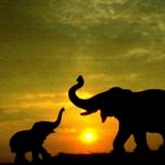 Top elephant background pictures free Download