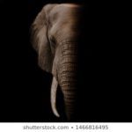 Download elephant background pictures HD