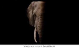 Download elephant background pictures HD