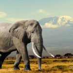 Top elephant background pictures HD Download