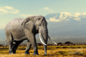 Top elephant background pictures HD Download