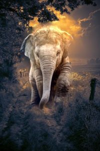 Top elephant background pictures 4k Download