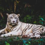 Top free animal wallpaper 4k Download