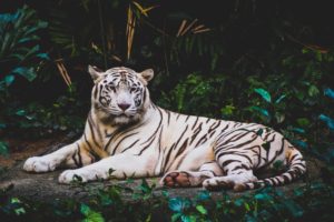 Top free animal wallpaper 4k Download