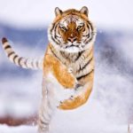 Top free animal wallpaper HD Download