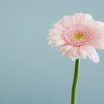 Top free flower wallpaper 4k Download