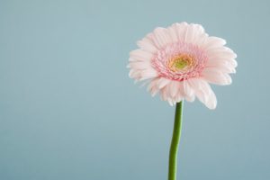 Top free flower wallpaper 4k Download