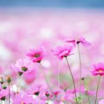 Download free flower wallpaper HD