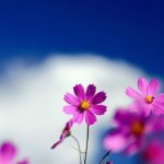 Top free flower wallpaper Download