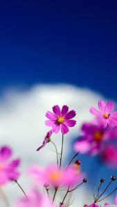 Top free flower wallpaper Download