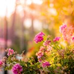 Top free flower wallpaper free Download