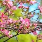 Download free spring iphone wallpaper HD