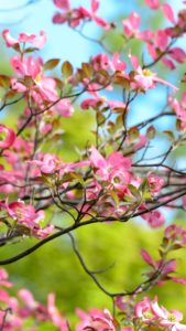 Download free spring iphone wallpaper HD