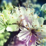 Top free spring iphone wallpaper HD Download