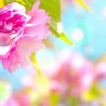 Top free spring iphone wallpaper HQ Download