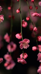 Top free spring iphone wallpaper Download