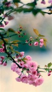 Top free spring iphone wallpaper HD Download