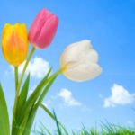 Top free spring iphone wallpaper 4k Download