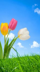 Top free spring iphone wallpaper 4k Download