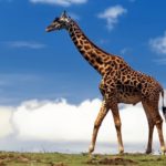 Download giraffe full hd wallpaper HD