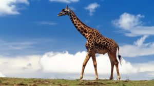 Download giraffe full hd wallpaper HD