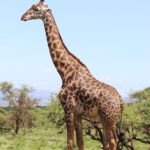 Top giraffe full hd wallpaper 4k Download