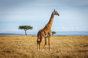 Top giraffe full hd wallpaper HD Download