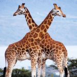 Top giraffe full hd wallpaper HD Download