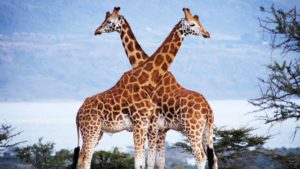 Top giraffe full hd wallpaper HD Download