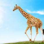 Download giraffe full hd wallpaper HD