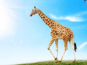 Download giraffe full hd wallpaper HD