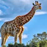 Top giraffe full hd wallpaper free Download