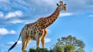 Top giraffe full hd wallpaper free Download