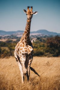 Download giraffe full hd wallpaper HD