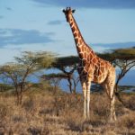 Top giraffe full hd wallpaper HD Download